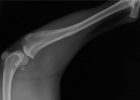 állatorvosi rendelő veresegház röntgen