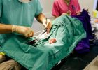 állatorvosi rendelő veresegyház műtét